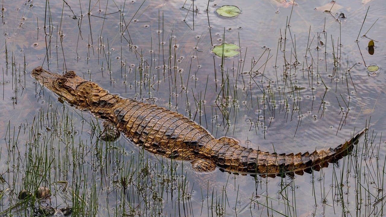 Paysage de Iles Caimans